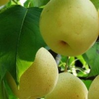 供應(yīng)梨樹苗 梨樹小苗的價(jià)格 梨樹苗木的批發(fā)