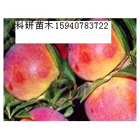 秋紅李子苗