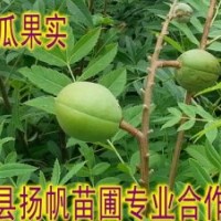 供應(yīng)木瓜苗，光皮木瓜苗，木瓜苗圖片，木瓜苗價(jià)格，30公分-1.5米