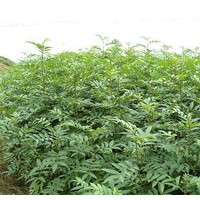 花椒苗 供應花椒苗 優(yōu)質(zhì)花椒苗