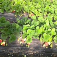 報價草莓種苗 優(yōu)質(zhì)草莓苗北京價格品種
