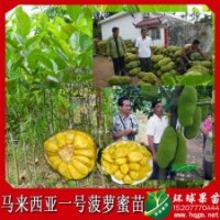 供應(yīng)馬來西亞一號 六號 黃肉菠蘿蜜苗 樹菠蘿蜜 木菠蘿四季菠蘿蜜