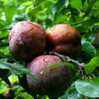 供應(yīng)遲熟三華李子苗 無病毒健壯成活率高 全國銷量....果苗網(wǎng)