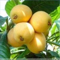 供應(yīng)果苗 果樹 大五星枇杷 枇杷果苗 早鐘六號