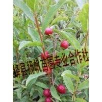 現(xiàn)貨出售歐梨苗（鈣果苗）鈣果苗價格，鈣果苗種植技術(shù)