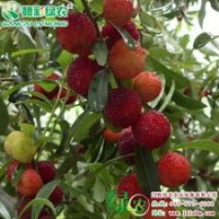 安海早蜜 優(yōu)質(zhì)安海早蜜楊梅報價 安海早蜜圖片|江西綠農(nóng)