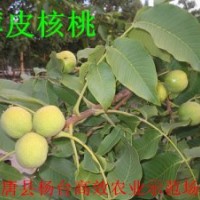 花椒苗100萬價(jià)格0.15元，核桃苗100萬1-5元，桃樹苗50萬0.6-1.5元