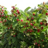 陜西樹莓 燈籠果苗 樹莓種植 樹莓價(jià)格 河南樹莓