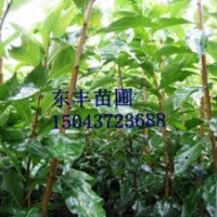 金紅123果樹苗