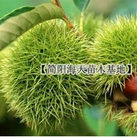 嫁接板栗苗，基地好品種板栗，結(jié)果快效益高