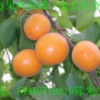 云南杏樹苗