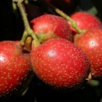 側(cè)柏苗 白皮松 油松 華山松 北欒樹(shù)苗 合歡苗