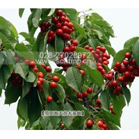 車?yán)遄訕涿缙贩N,新品種車?yán)遄用?嫁接車?yán)遄用?/></a>
<div><a href=