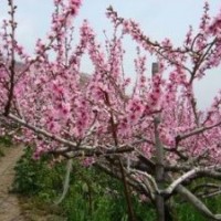 桃樹(shù)、杏樹(shù)、山楂樹(shù)、柿子樹(shù)、蘋(píng)果樹(shù)供應(yīng)