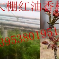 大棚高產(chǎn)泰山紅油香椿苗 效益高 保成活 贈(zèng)大棚種植技術(shù)