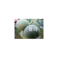 品種核桃苗 山楂苗 棗樹(shù)苗 柿子苗 梨樹(shù)苗低價(jià)出售