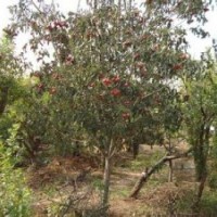 山西大規(guī)格核桃樹，定植山楂樹，掛果蘋果樹供應(yīng)商