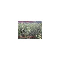 優(yōu)價海棠苗-優(yōu)質蘋果苗-低價海棠苗-煙富1/3/6