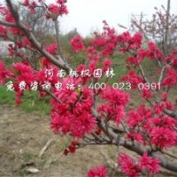 嫣紅菊花桃優(yōu)質(zhì)特供河南桃楓園林