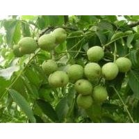 重慶核桃苗種植，重慶核桃苗管理，重慶核桃苗種植技術(shù)