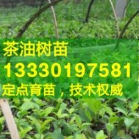 福建省福州市高產(chǎn)油茶苗,福清市,長樂嫁接油茶樹苗價格