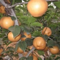 臨沂梨樹(shù)苗圖片，臨沂梨樹(shù)苗批發(fā)，臨沂梨樹(shù)苗價(jià)格，臨沂梨樹(shù)苗