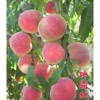 耐低溫，耐儲(chǔ)存的桃苗，迎霜紅桃苗，迎霜紅桃苗大量批發(fā)