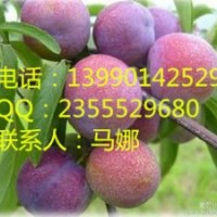 湖南秋紅李，長沙秋紅李子苗基地，秋紅李子苗苗圃