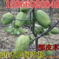 山東木瓜樹苗價格