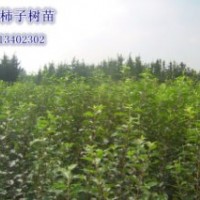 大量供應柿子樹苗，服務走到，價格合理