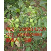 德陽(yáng)嫁接核桃苗，德陽(yáng)早實(shí)核桃苗，德陽(yáng)核桃苗培育，批發(fā)