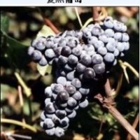 （吉林出售葡萄苗）|黑龍江葡萄苗|【內(nèi)蒙葡萄苗】新疆出售葡萄苗