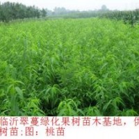 供應(yīng)下半年苗木；海棠 長壽果 桃苗 山楂苗 蘋果苗 葡萄苗