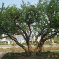 山東石榴樹