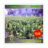 1年生廣東【佛手苗】高30-40CM 免郵費 送《佛手種植技術教程》