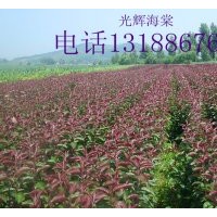 光輝海棠苗，紅葉海棠苗