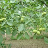 供應(yīng)：核桃苗、棗苗、櫻桃苗