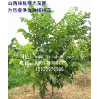 供應(yīng)優(yōu)質(zhì)“香玲”核桃苗，山西核桃苗，核桃苗