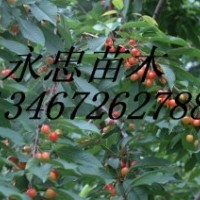 山西花椒苗.優(yōu)質(zhì)品種花椒苗,大紅袍花椒苗 花椒苗哪里好