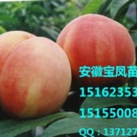 桃樹(shù)苗