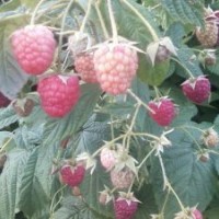 樹莓 樹莓苗 雙季樹莓 樹莓種植燈籠果苗藍(lán)莓苗