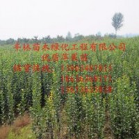 經(jīng)濟(jì)苗木生產(chǎn)基地