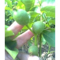 供應(yīng)品種核桃苗/專業(yè)訂購核桃苗