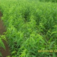 中油5號桃苗