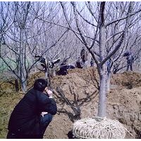 長期供應3-10公分占地山楂樹 櫻桃樹 蘋果樹