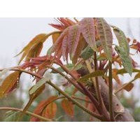 香椿苗，香椿苗，香椿苗，香椿苗