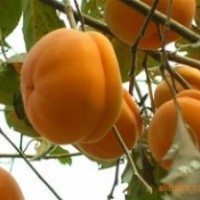 柿子苗，甜柿苗，富有，次郎，興津20，牛心柿，磨盤柿，蓋柿