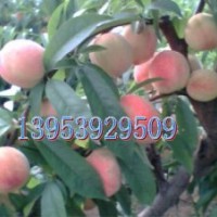 低價(jià)供桃苗