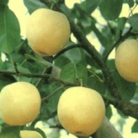 山東梨樹苗品種-梨樹苗基地