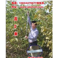 供應二年以上的清香核桃苗大樹50萬株!!